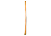 Gloss Finish Flared Didgeridoo (TW1421)